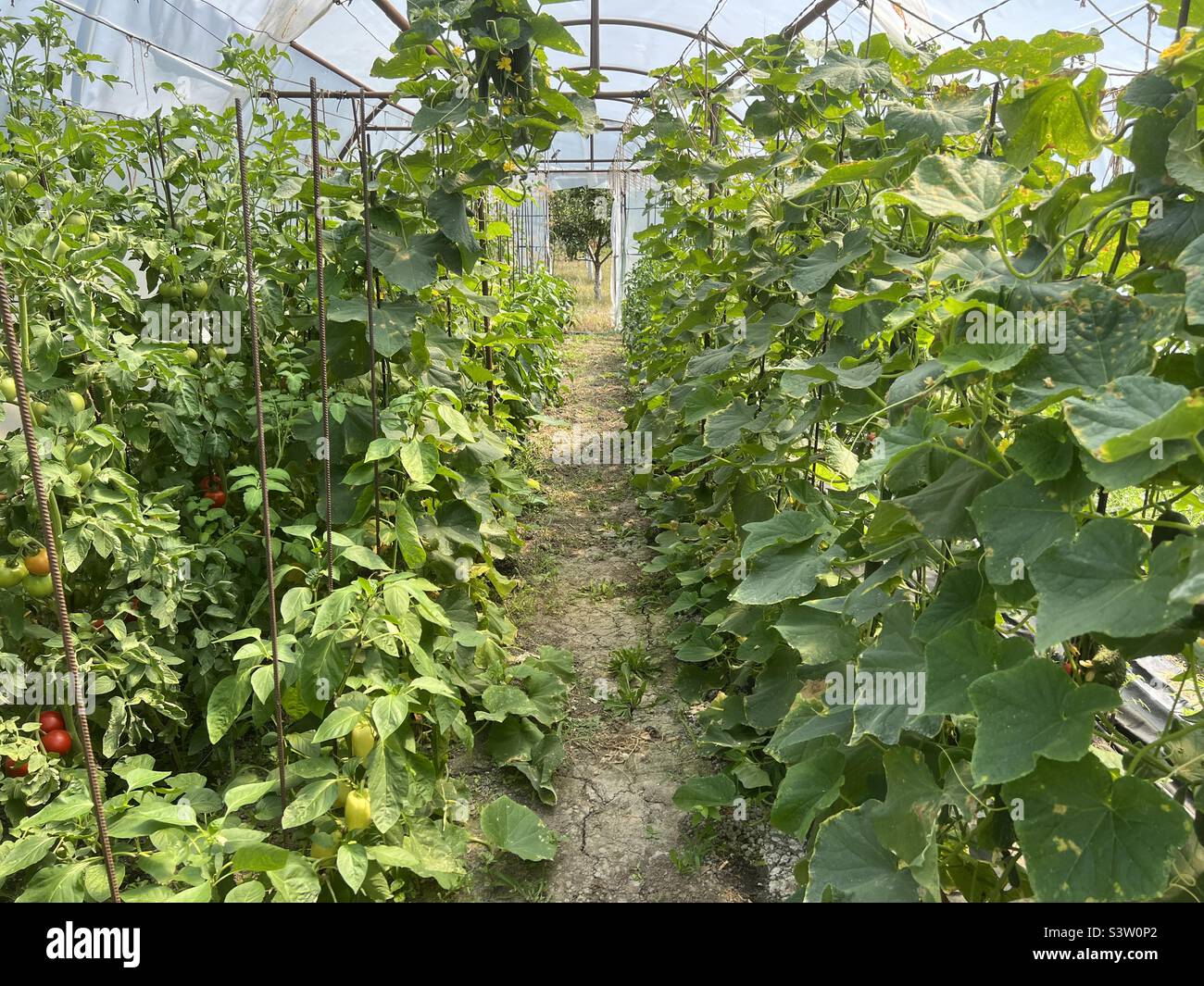 Greenhouse in the garden with plants of tomatoes, peppers and gherkins Stock Photo