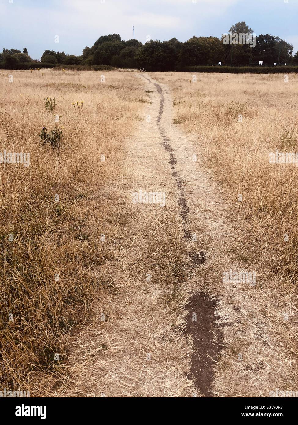 A path and Yellow grass on a park parched grass Stock Photo
