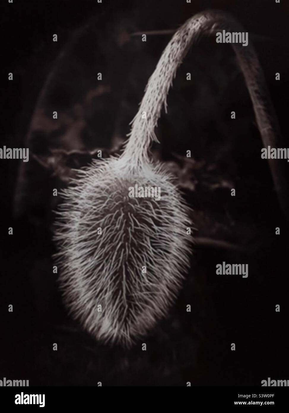 Black and White Poppy Seed Head Stock Photo Alamy