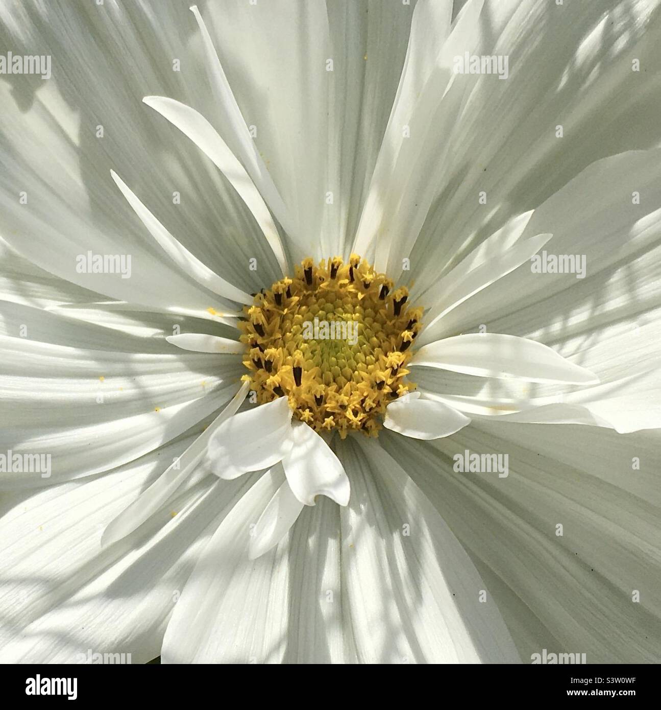 Cosmos, flower, white, yellow, gold, beauty, beautiful, joy, nature , soft Stock Photo