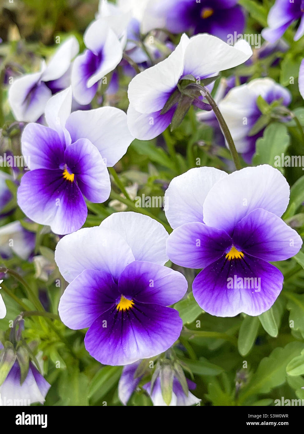 Pansy flowers - Smartphone Captured Stock Image