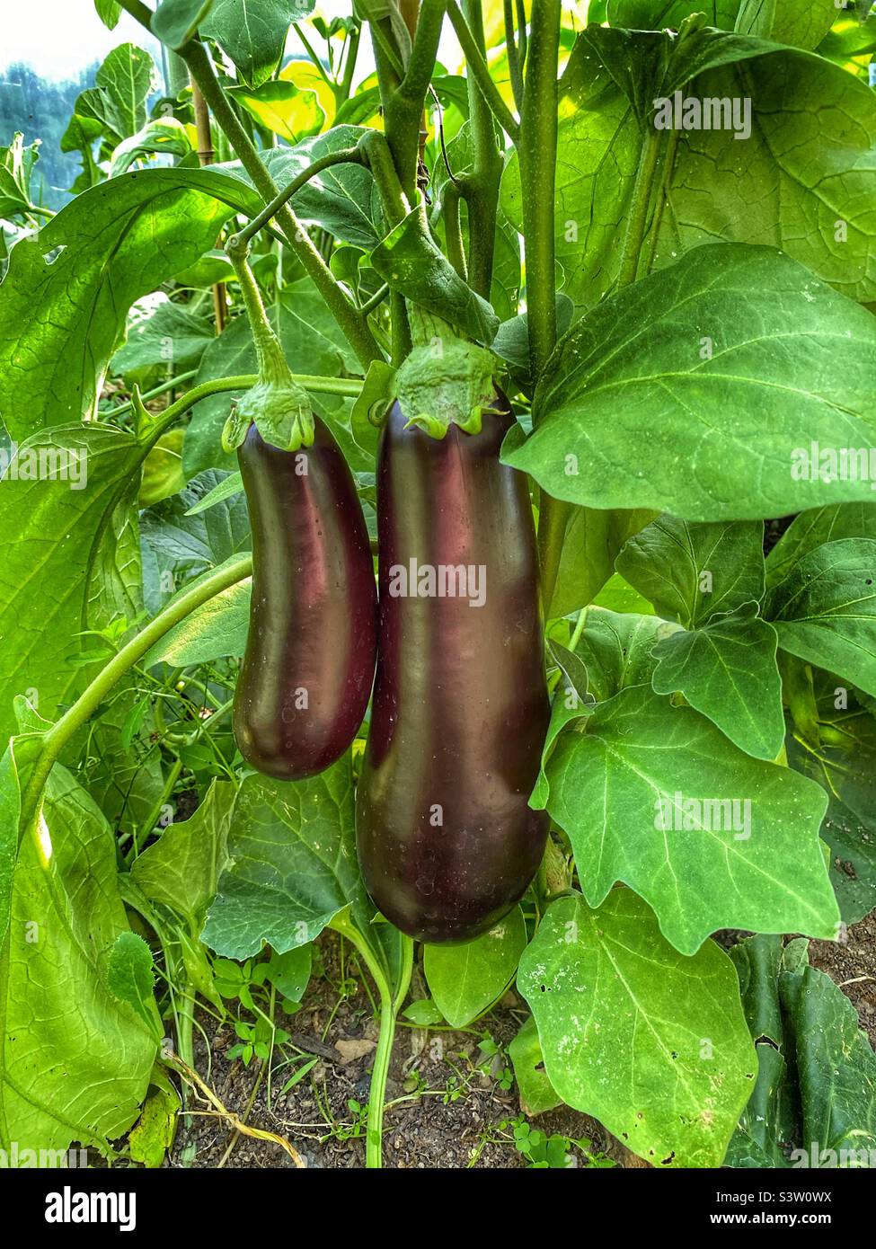 Aubergines growing in a polytynnel Stock Photo Alamy