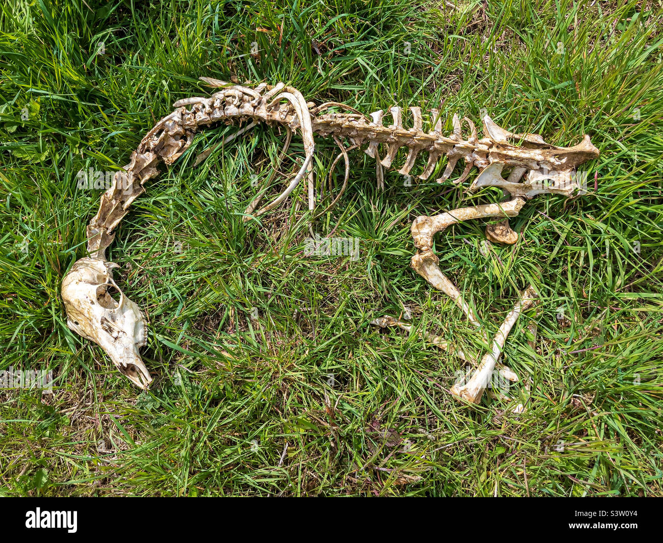 Skeleton remains of muntjac deer Stock Photo