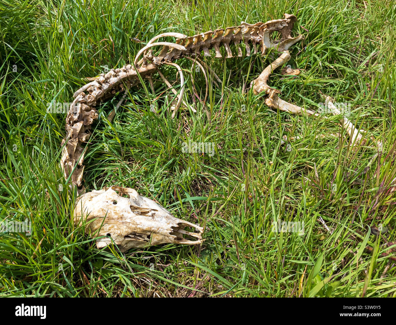 Skeletal remains of muntjac deer Stock Photo