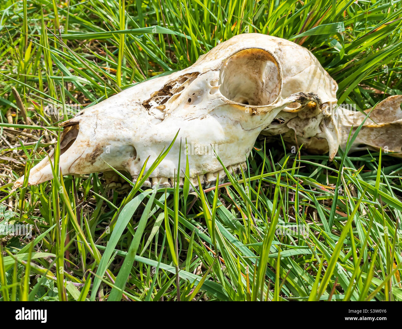 Skull of a muntjac deer Stock Photo