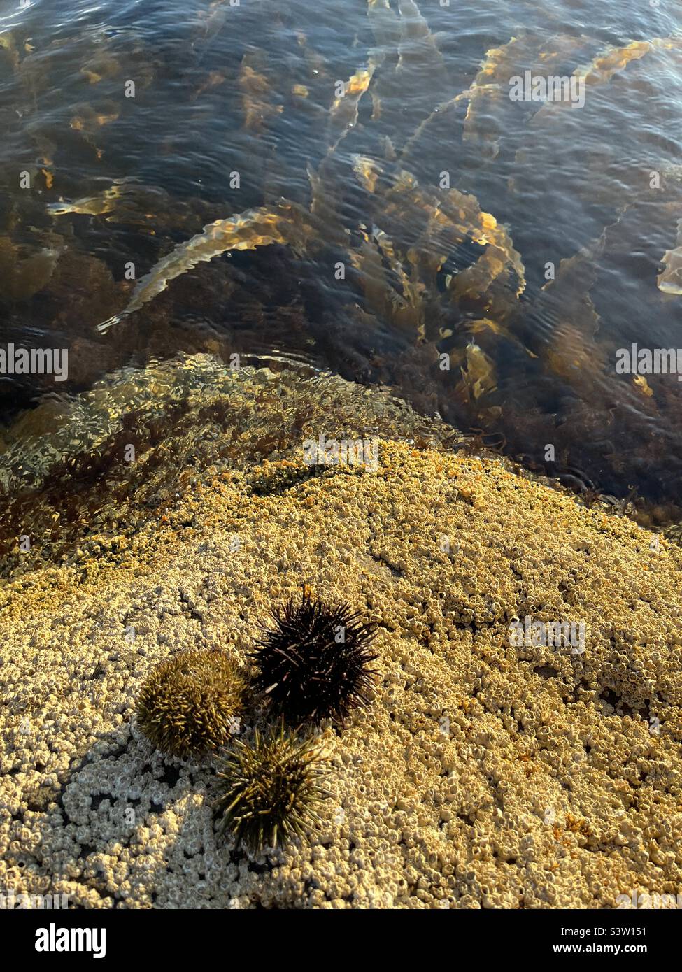 There sea urchins on a rock with kombu kelp seaweed background - Smartphone Captured Stock Image