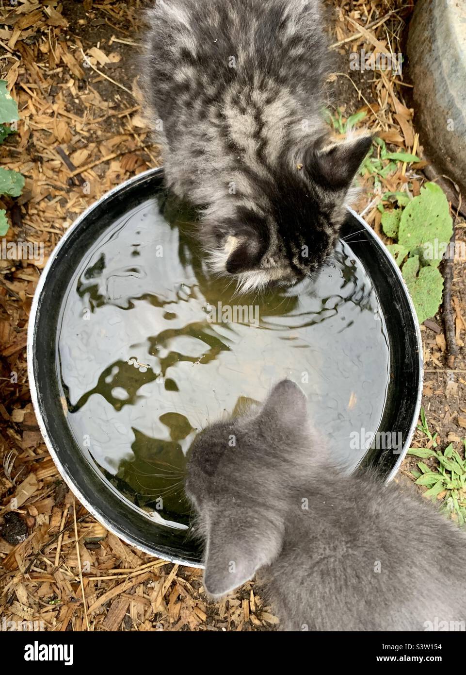 Kittens drinking water outdoors from a large pot. - Smartphone Captured Stock Image