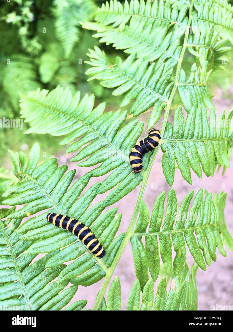 Caterpillar on a fern leaf Stock Photo