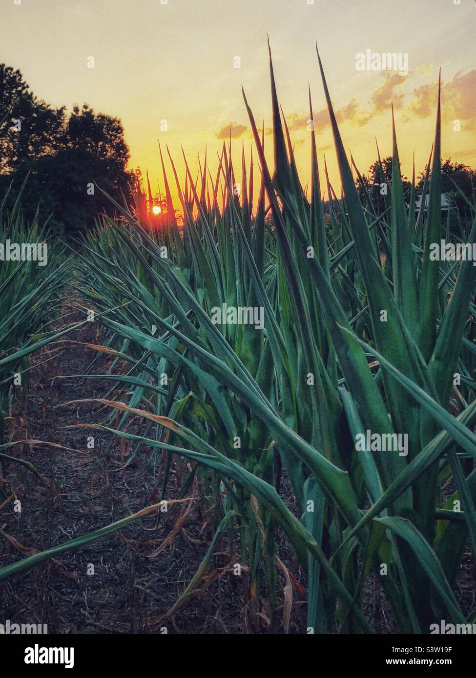 Summer sun setting behind corn field Stock Photo