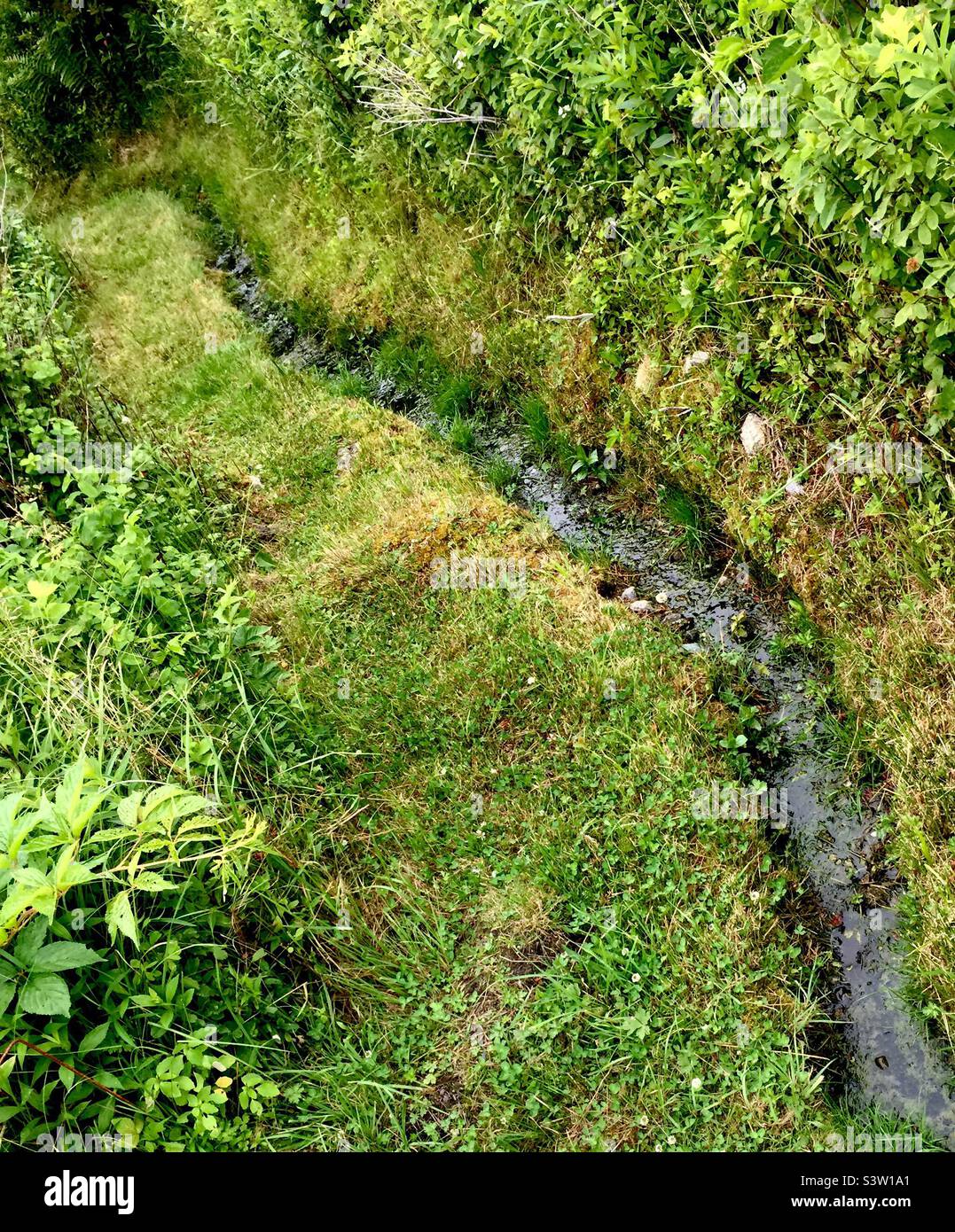 Rainwater finds its way in a wilderness patch, Halifax, Canada. A patch of untrammelled nature with a diagonal creek. Gentle curve. Stock Photo
