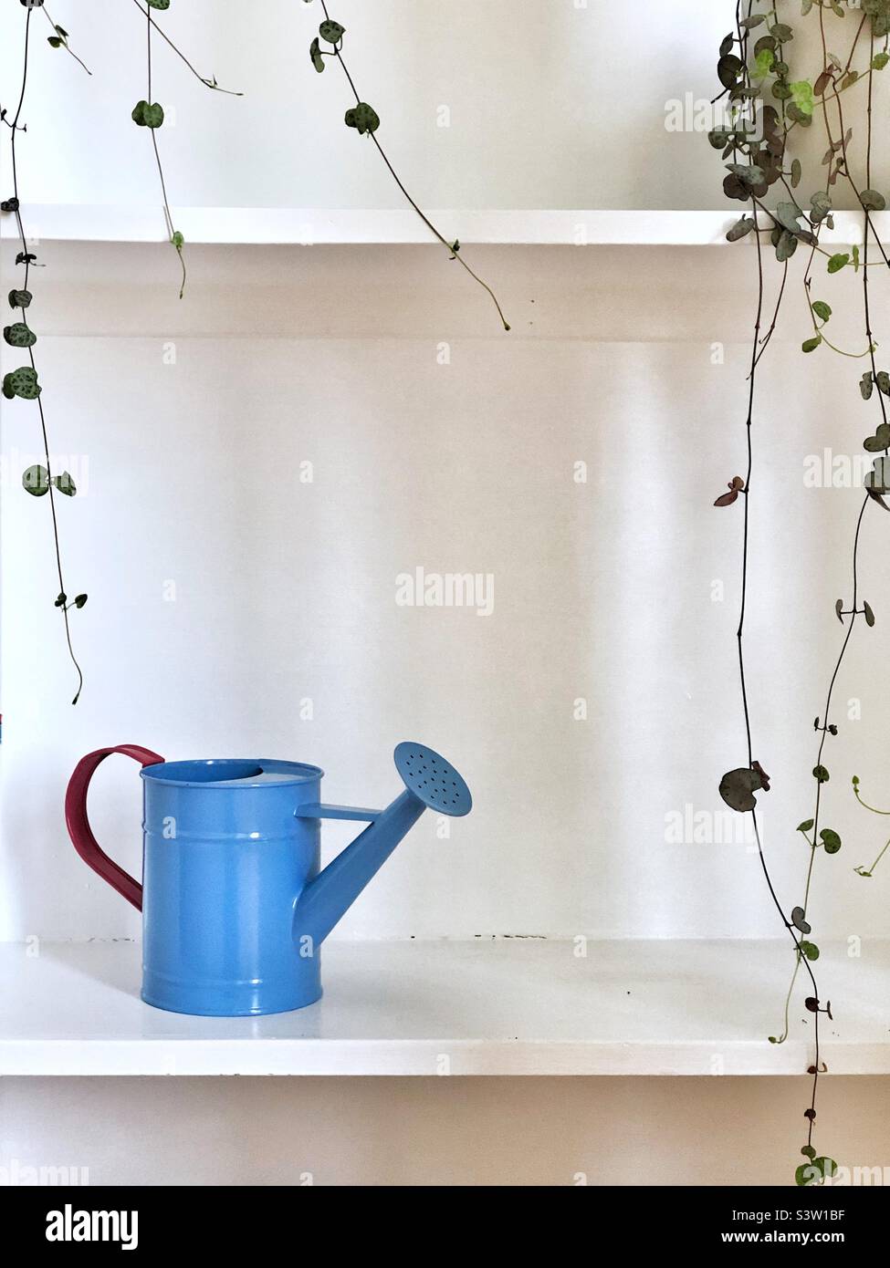Small Blue Watering Can and trailing house plants - Smartphone Captured Stock Image