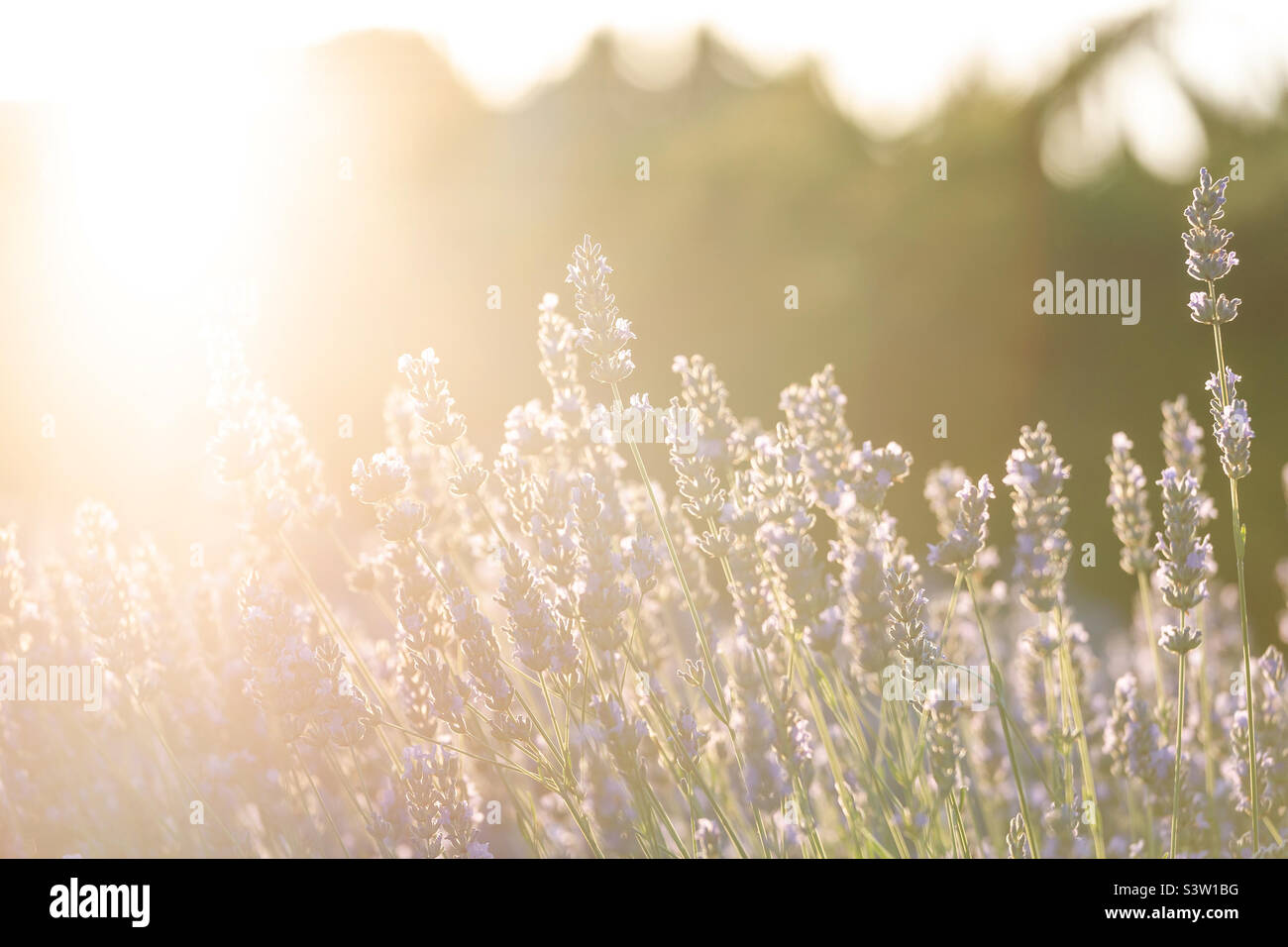 Lavender field in summer during sunset Stock Photo