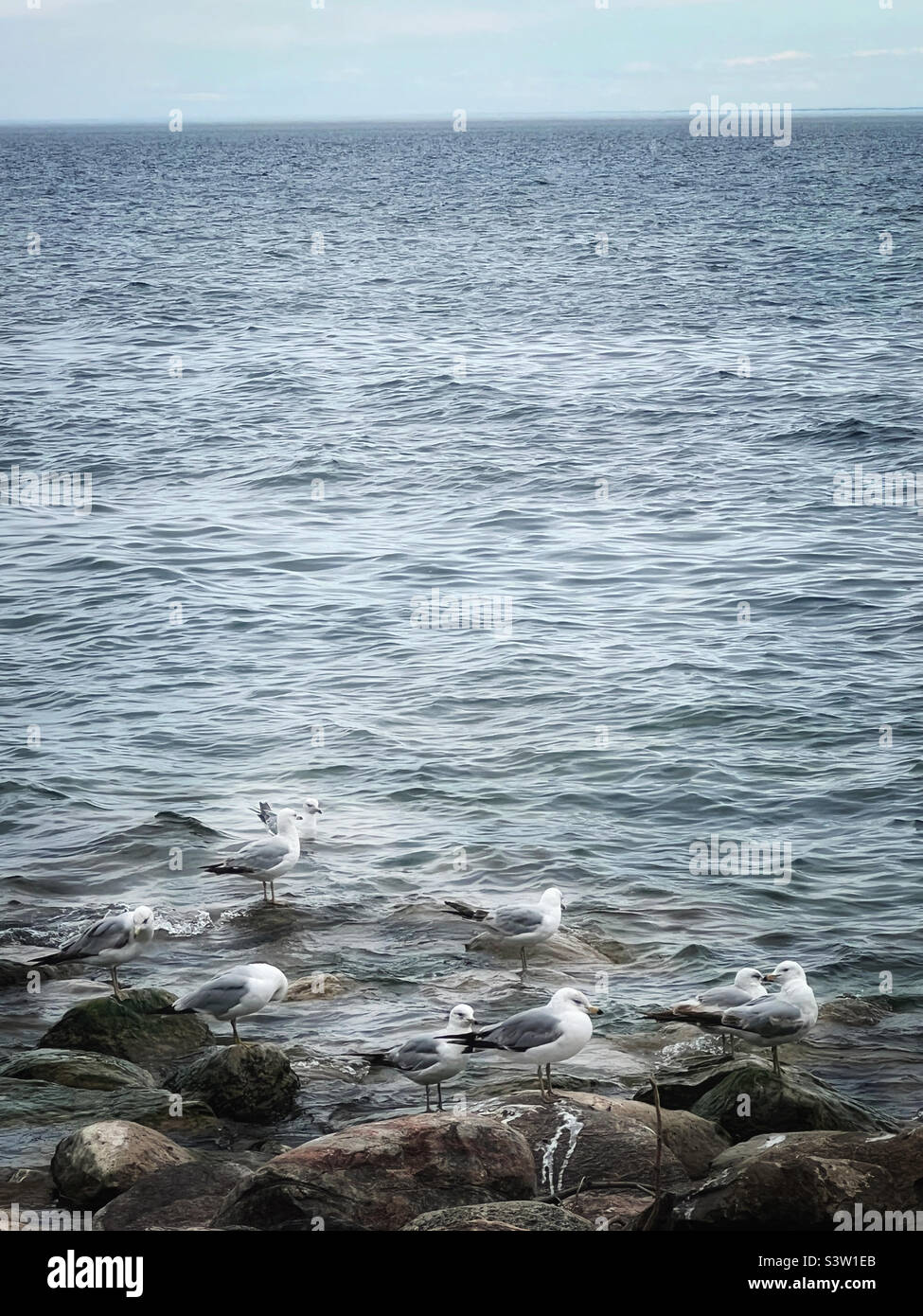 Sea gulls sitting on rocks on shore of Lake Ontario in Canada on a summer day - Smartphone Captured Stock Image
