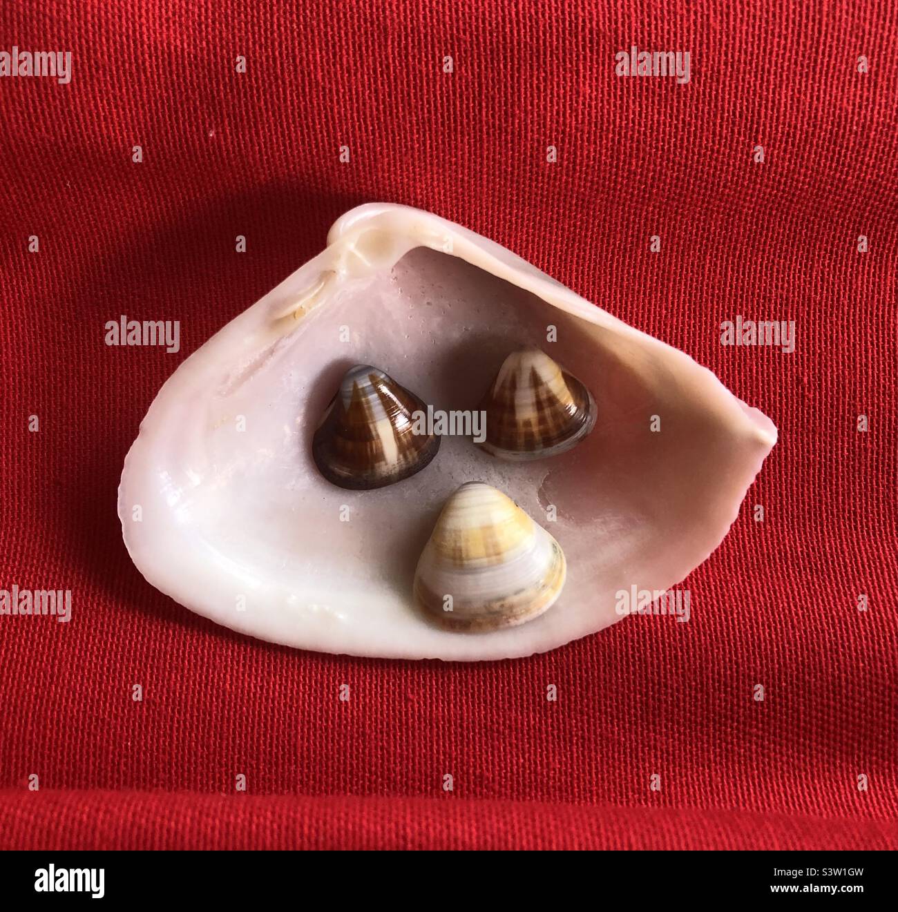 A smiling seashell. Stock Photo