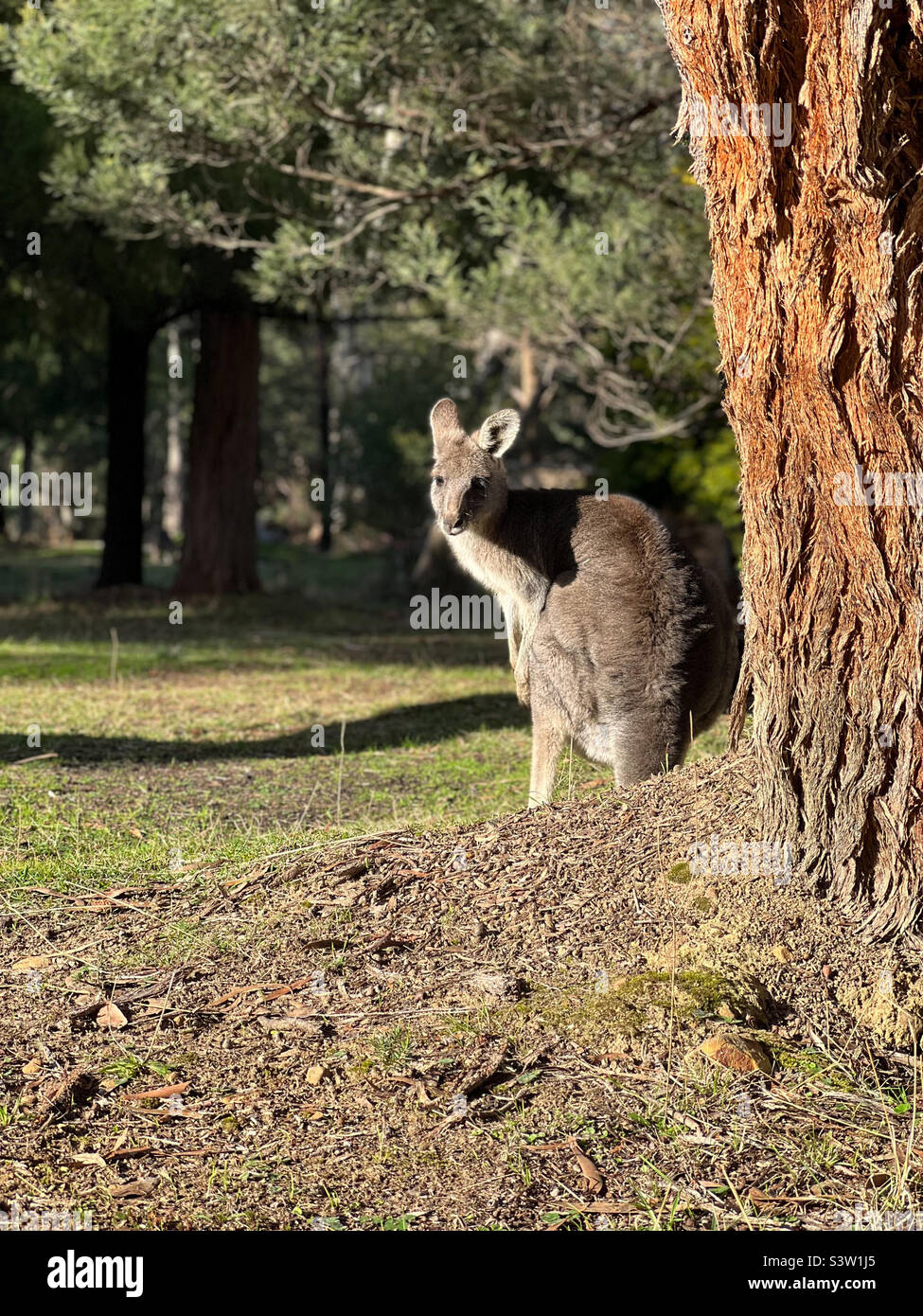 Kangaroo sitting beside a tree - Smartphone Captured Stock Image