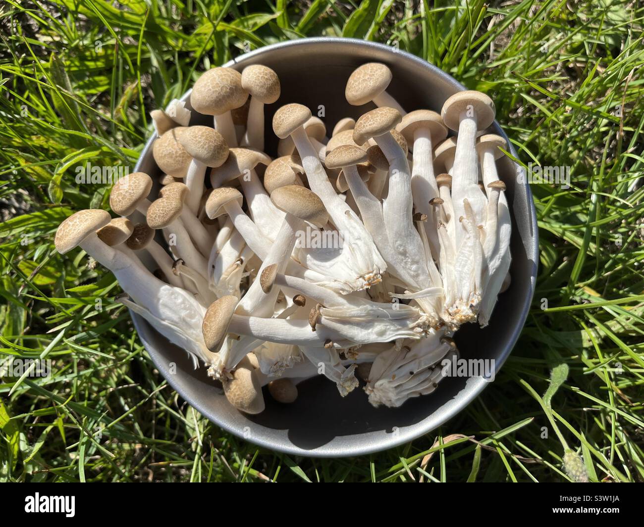 Bowl of uncooked Japanese shimeji mushrooms - Smartphone Captured Stock Image