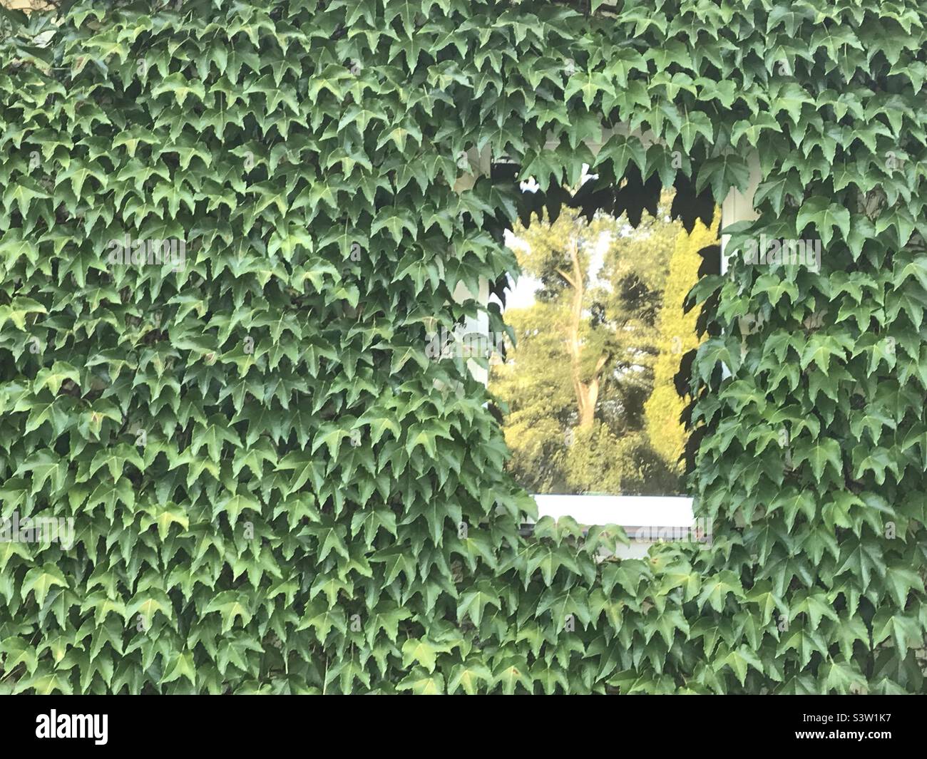 Reflection: tree in the window Stock Photo - Alamy