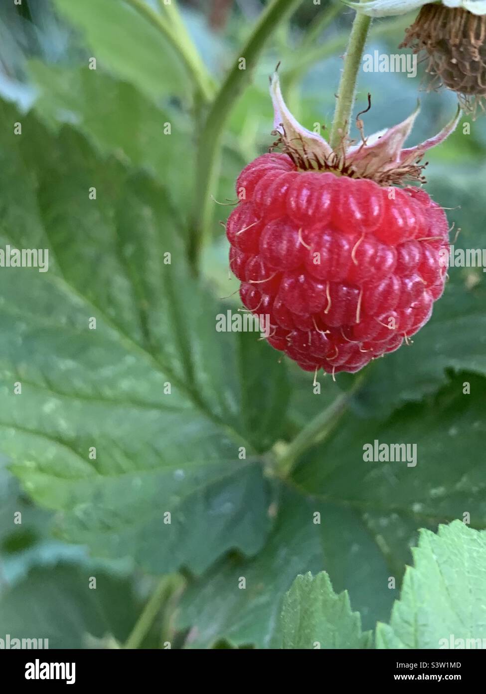 Close-up of a ripe raspberry with greenery in the background - Smartphone Captured Stock Image