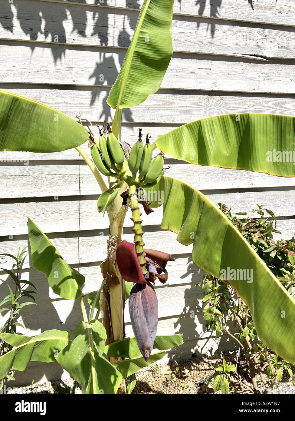 Banana tree growing in Greece Stock Photo