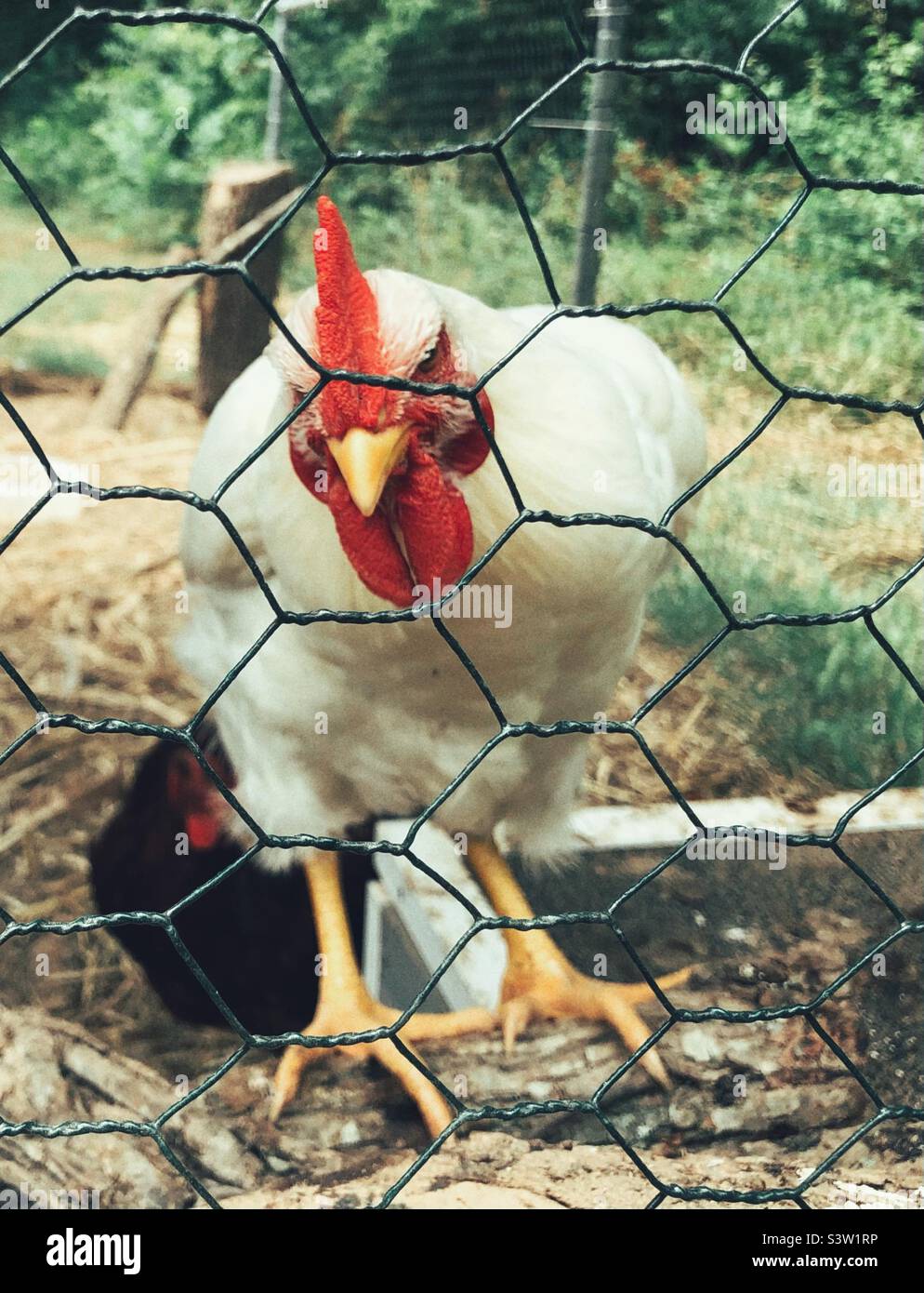 Rooster in a pen Stock Photo