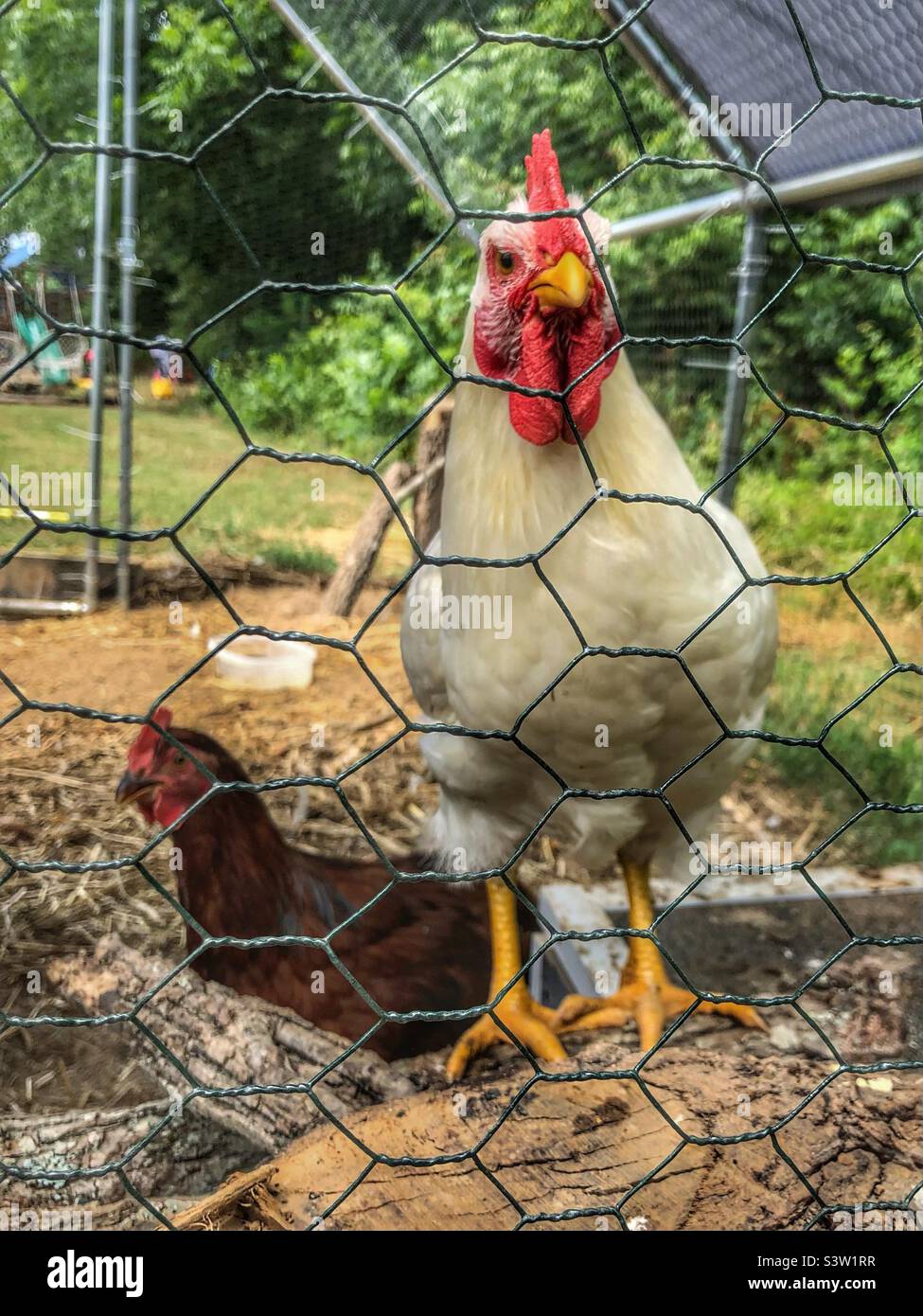 Rooster and pullet Stock Photo