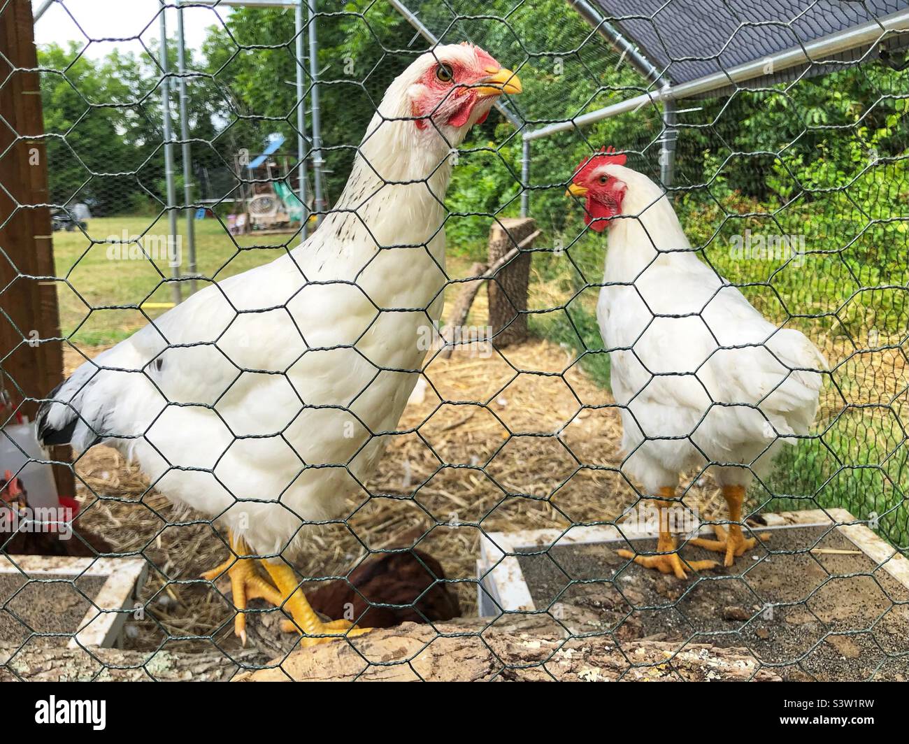 Chickens in summer Stock Photo