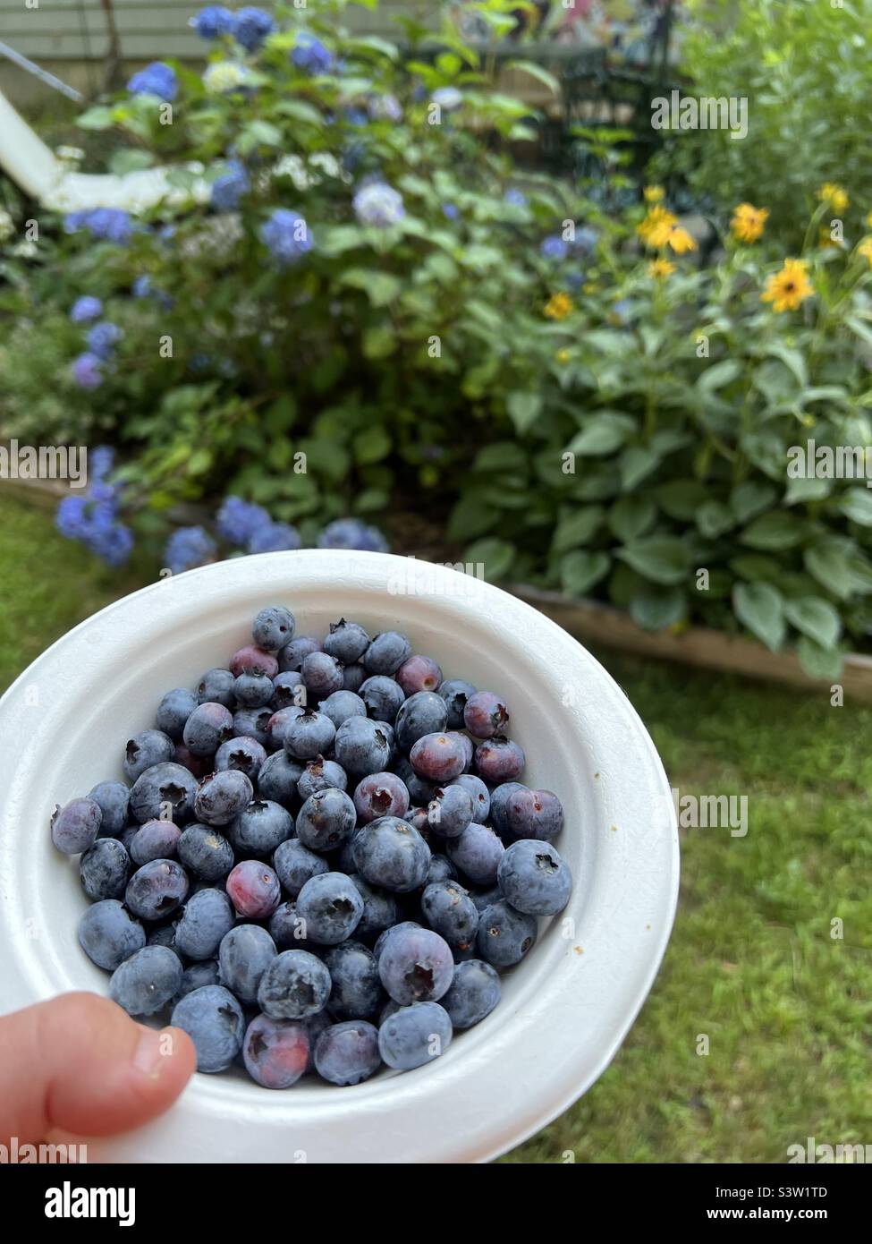 Fresh picked blueberries, Jersey bluets, from home garden in Massachusetts Stock Photo