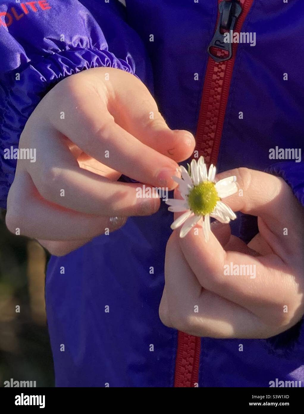 Young child holding a daisy flower. Hands clearly visible. Stock Photo