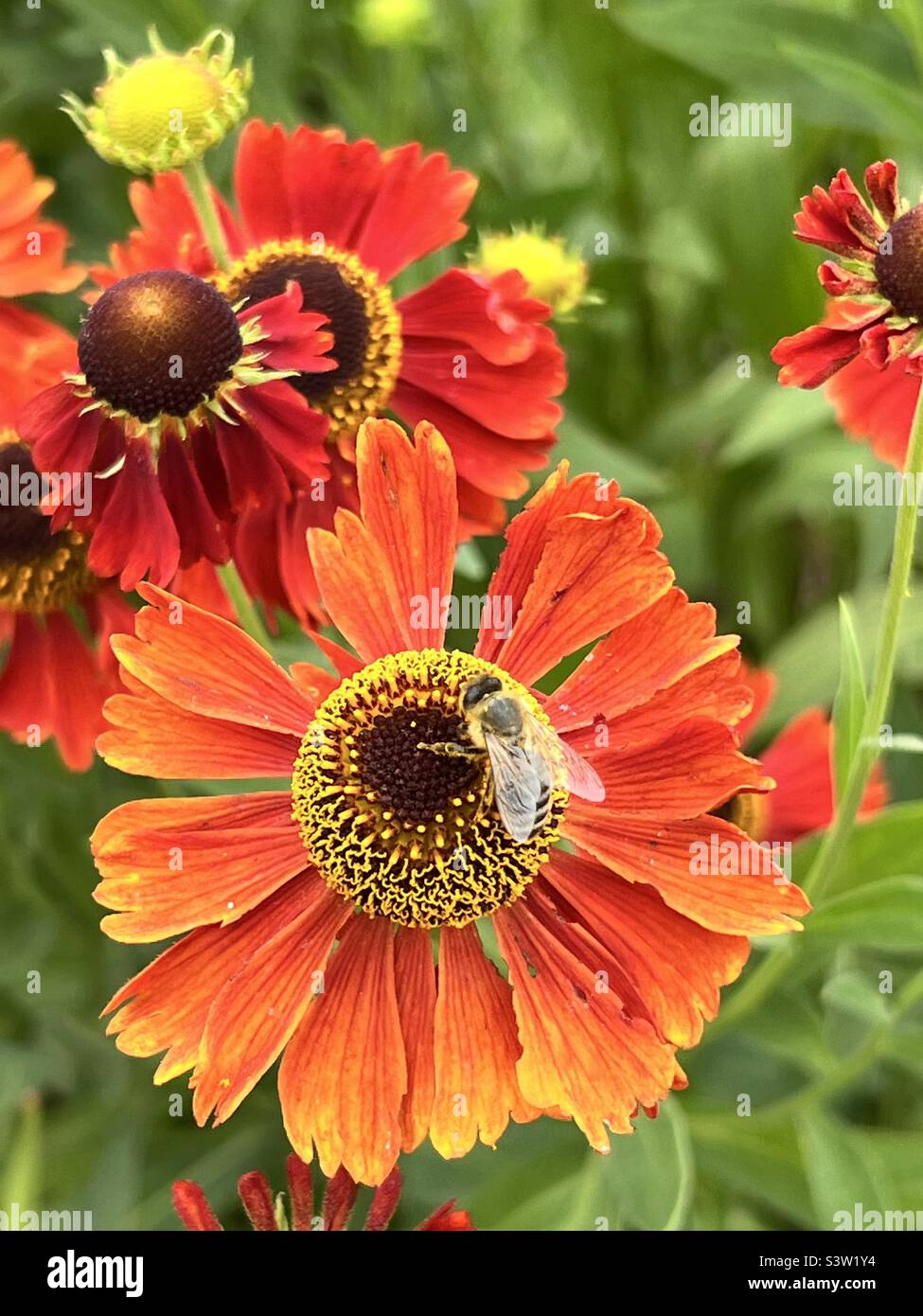 Bee nectaring on Helenium flower - Smartphone Captured Stock Image