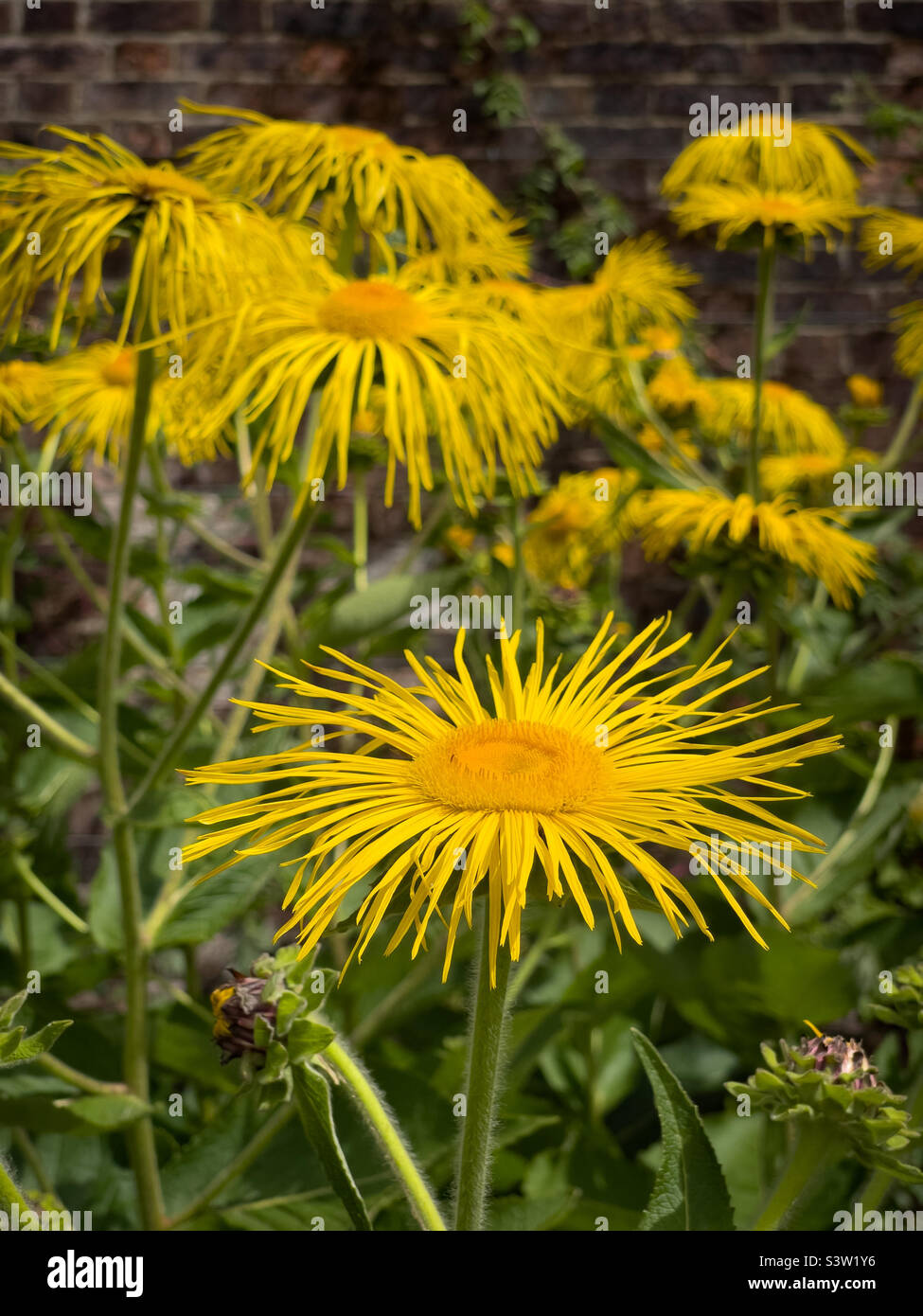 The shaggy yellow flowers of Inula magnifica growing against a well in a UK garden. - Smartphone Captured Stock Image