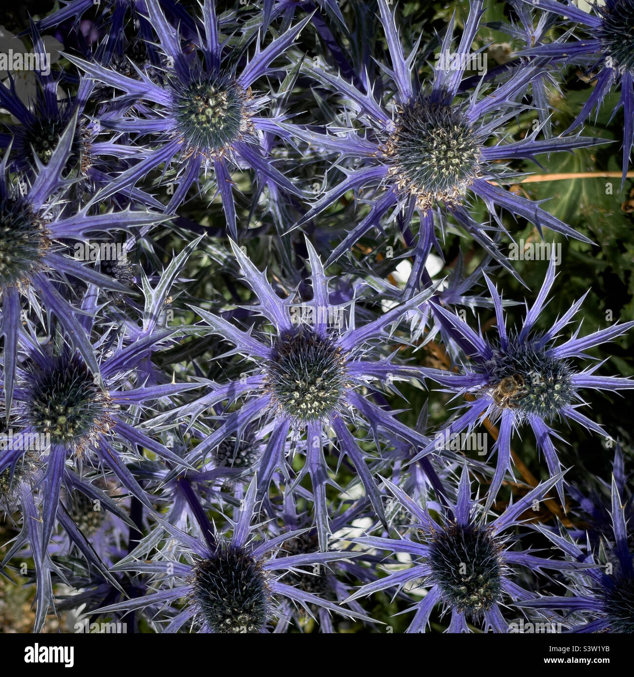 Blue flowers of Eryngium also known as Sea Holly growing in a UK garden. Stock Photo