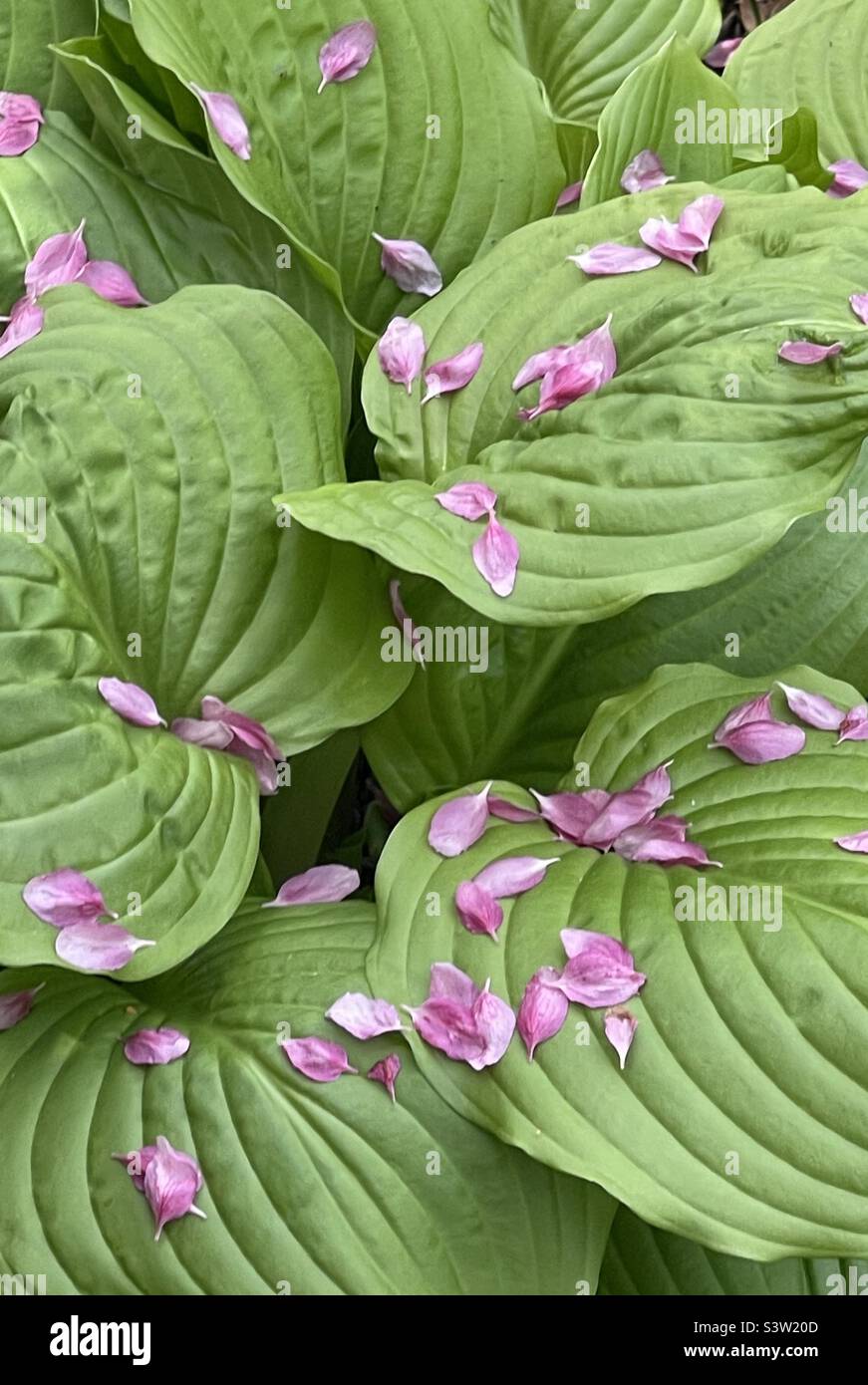 Flipping through the pages of my journal with handwritten notes, thoughts and anecdotes with blue flowers - Smartphone Captured Stock Image