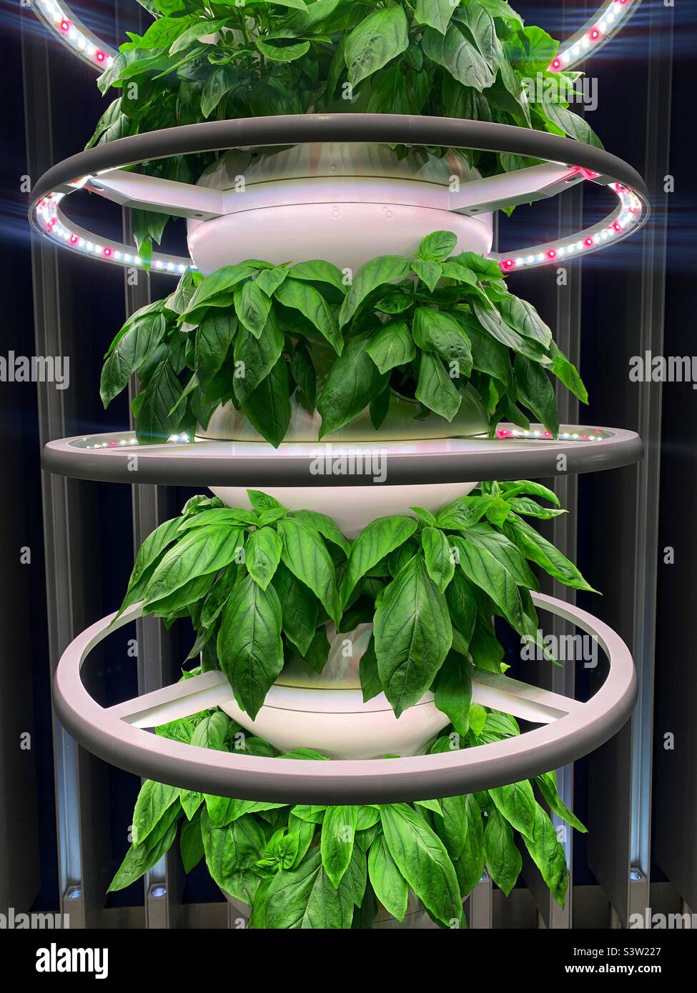 Thai basil growing in a hydroponic vertical garden Stock Photo