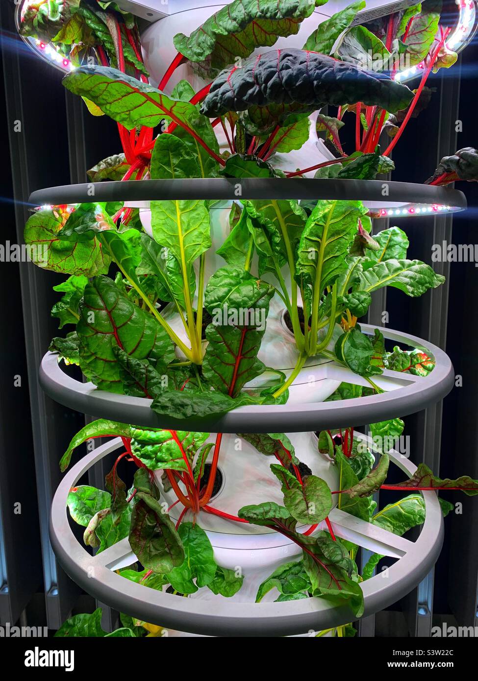 Chard growing in hydroponic vertical garden Stock Photo