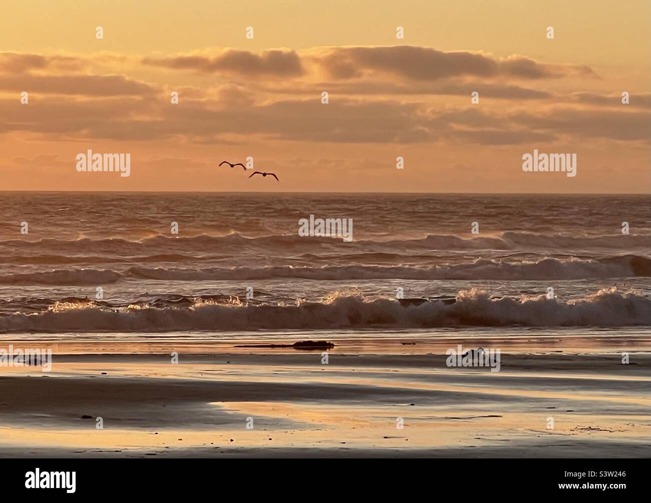 Sunset on the Oregon Coast with pelican silhouettes Stock Photo - Alamy