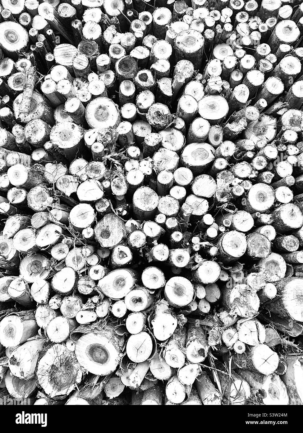 Stock of round wood piled up Stock Photo Alamy