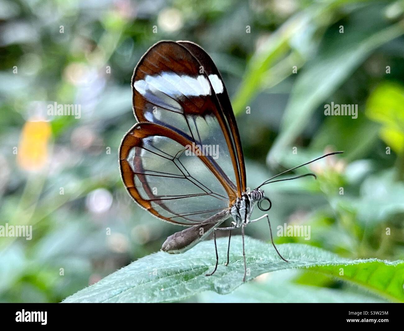 Glass wing butterfly Stock Photo