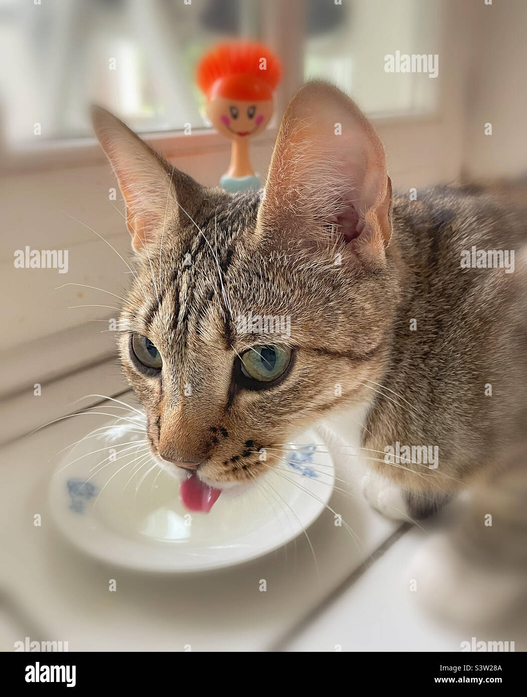 Cat is drinking. Stock Photo