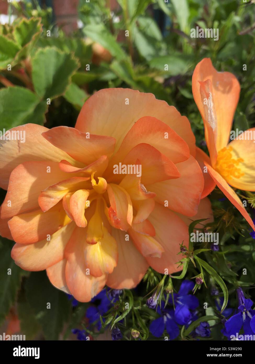 Summer flowering begonia Stock Photo