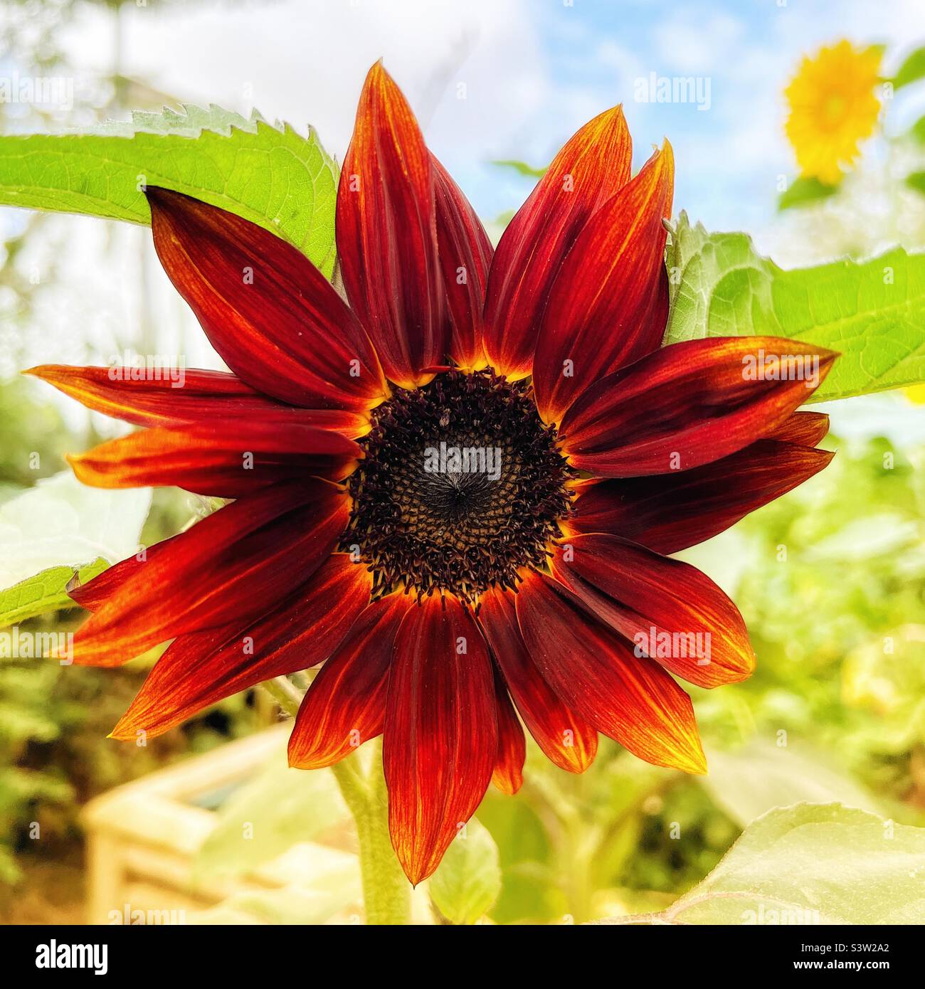 Red sunflower Stock Photo