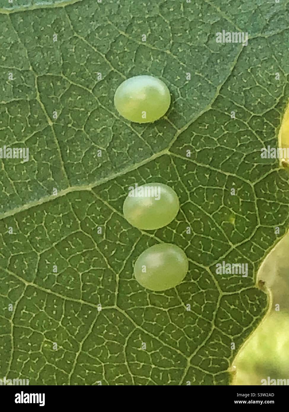 Poplar hawk moth Laothoe Populi) eggs on the underside of a poplar leaf, Hampshire garden UK. July 2022 - Smartphone Captured Stock Image