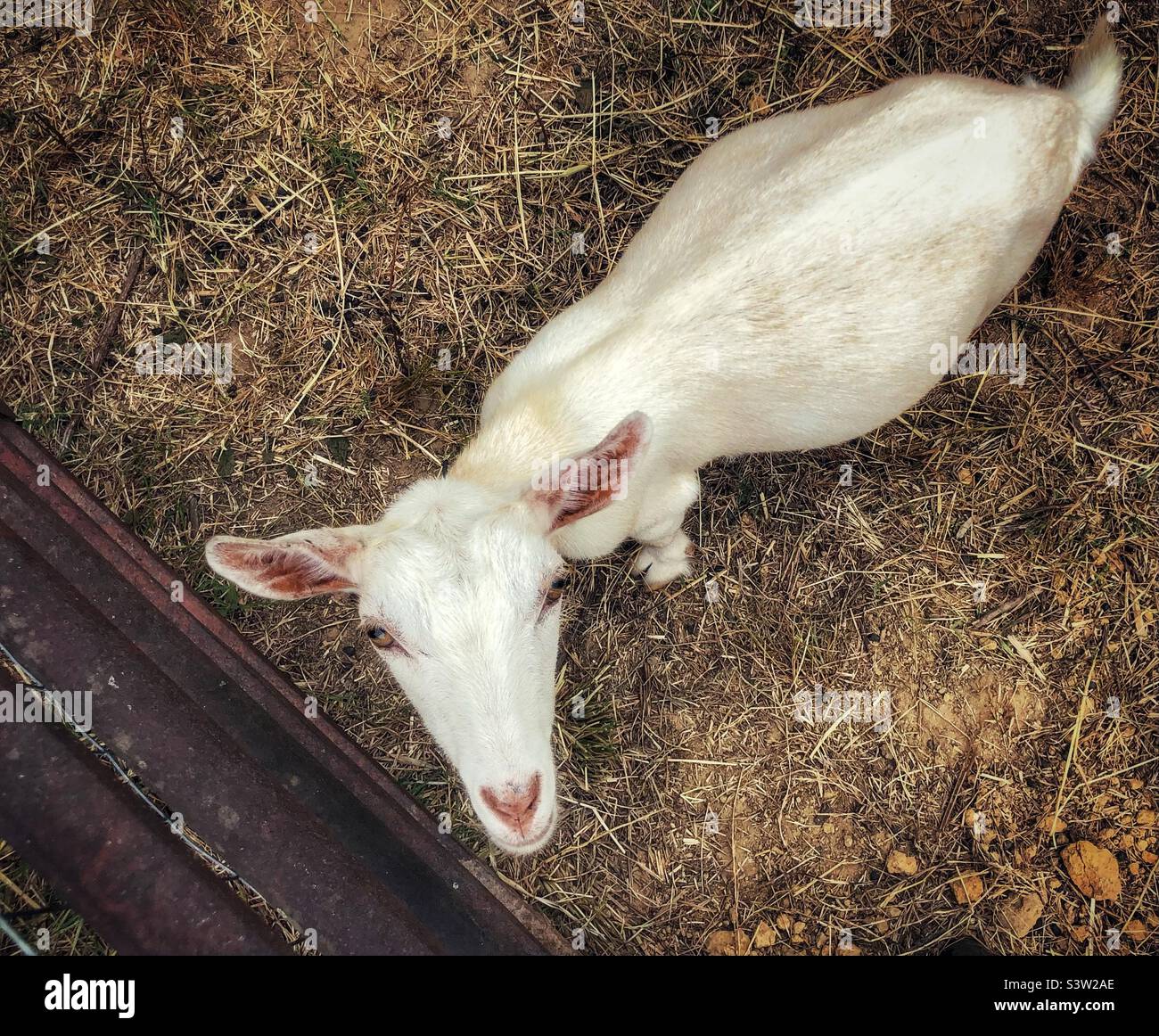 Little white Pygmy goat Stock Photo