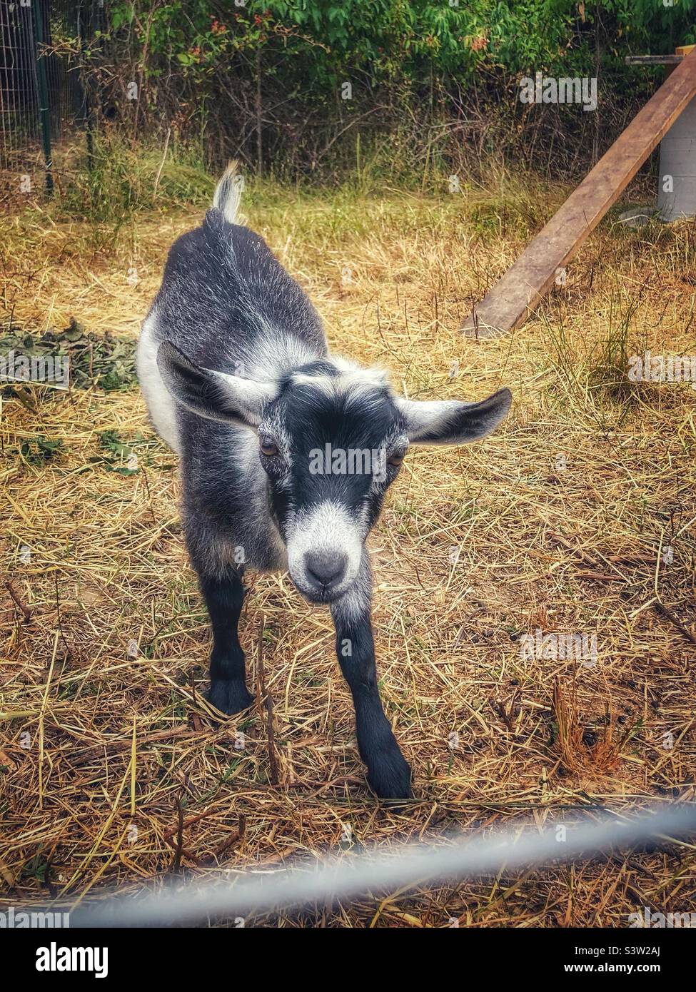 Cute baby Pygmy goat Stock Photo