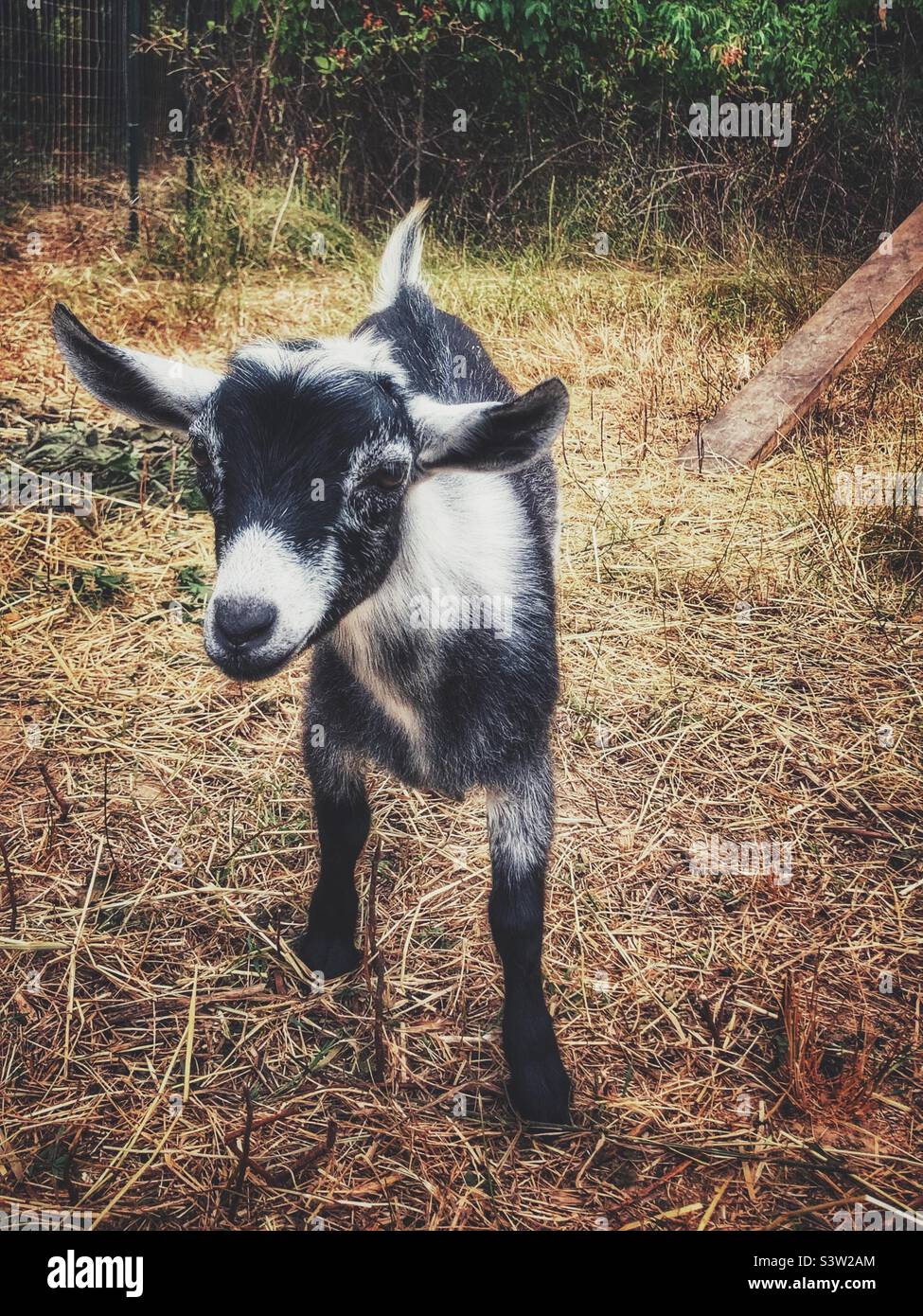 Sweet baby Pygmy goat Stock Photo