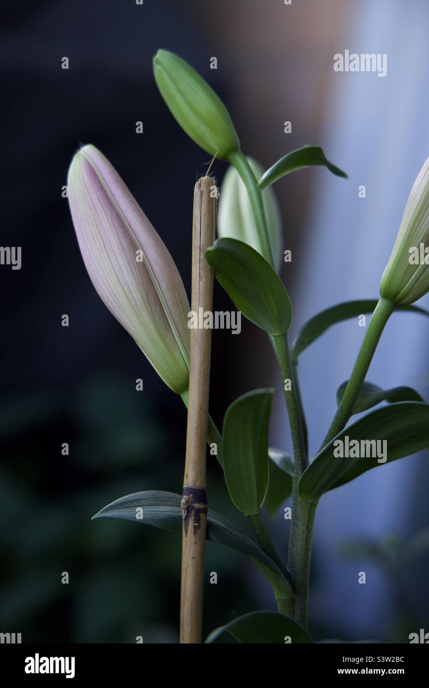 Flowers before bloom Stock Photo Alamy