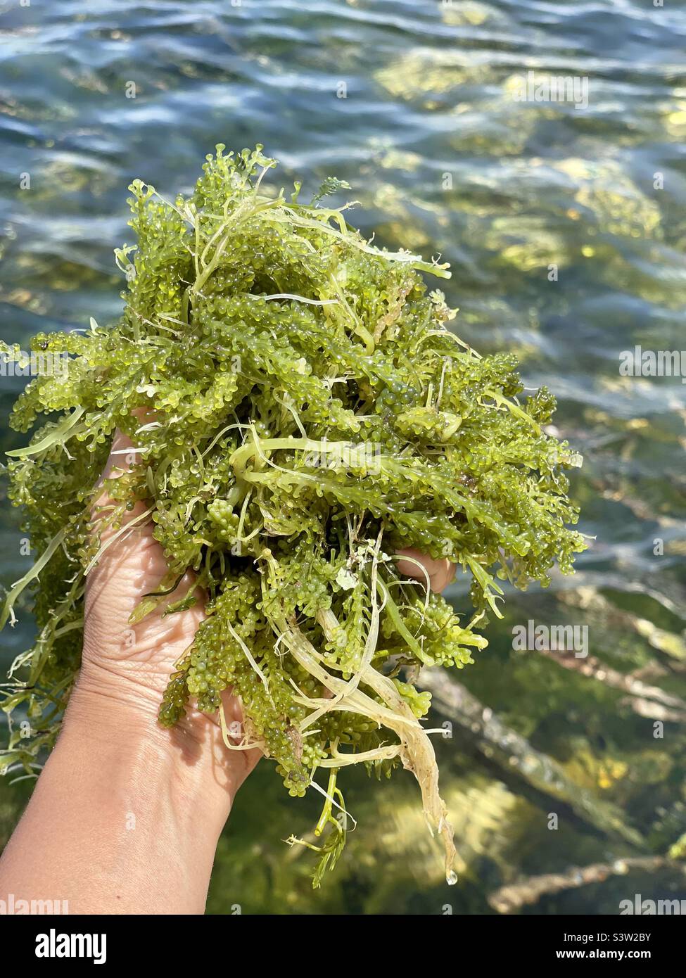 Lato or sea grapes are the green caviar of the sea. They beautifully pops in the mouth with delicate breath of the ocean. They are eaten fresh as a salad or as a side dish in the Philippines. Stock Photo