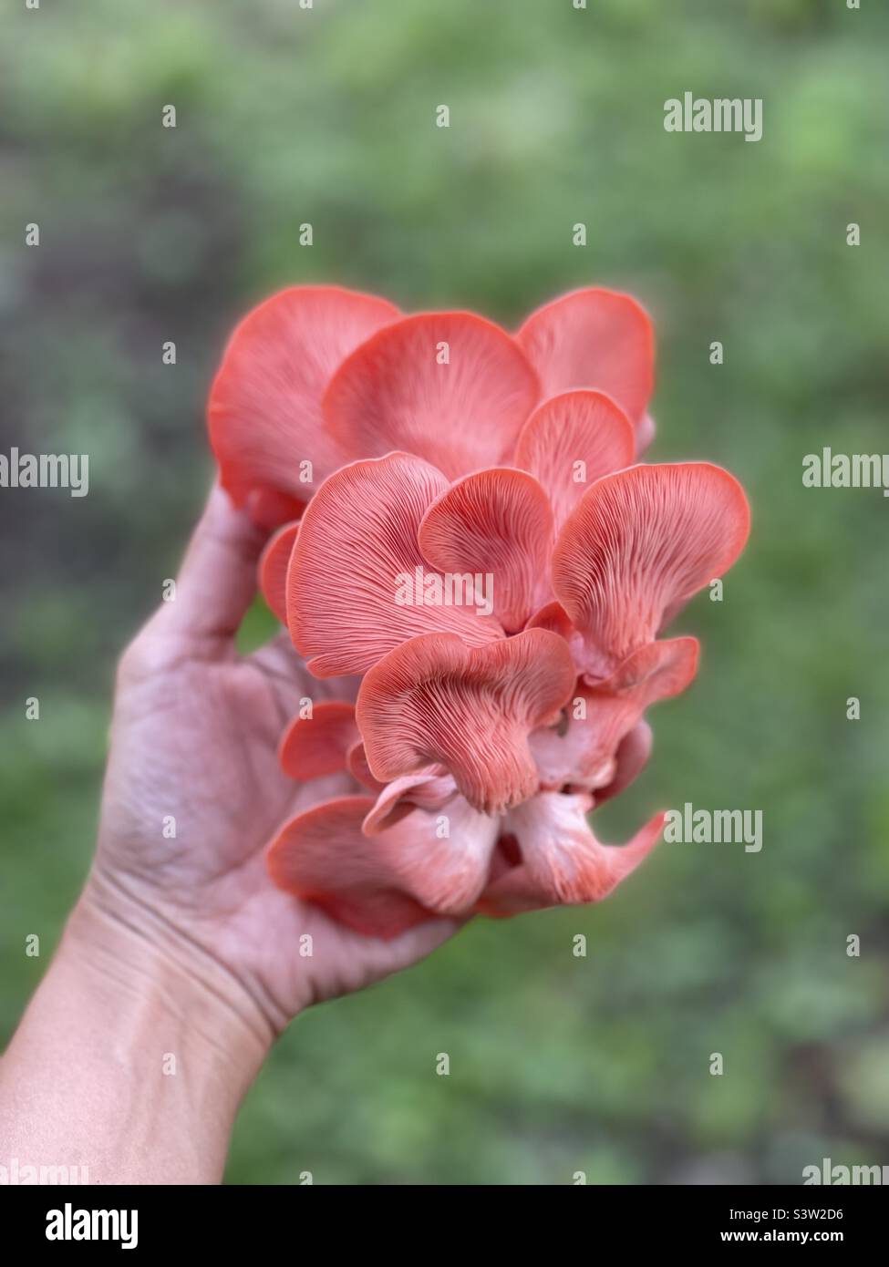 A vibrant pink oyster mushroom or Pleurotus djamor. A stunning bouquet of fungus in the family Pleurotaceae. A great meat substitute with delicate taste of bacon or ham, a perfect vegetarian dish. Stock Photo