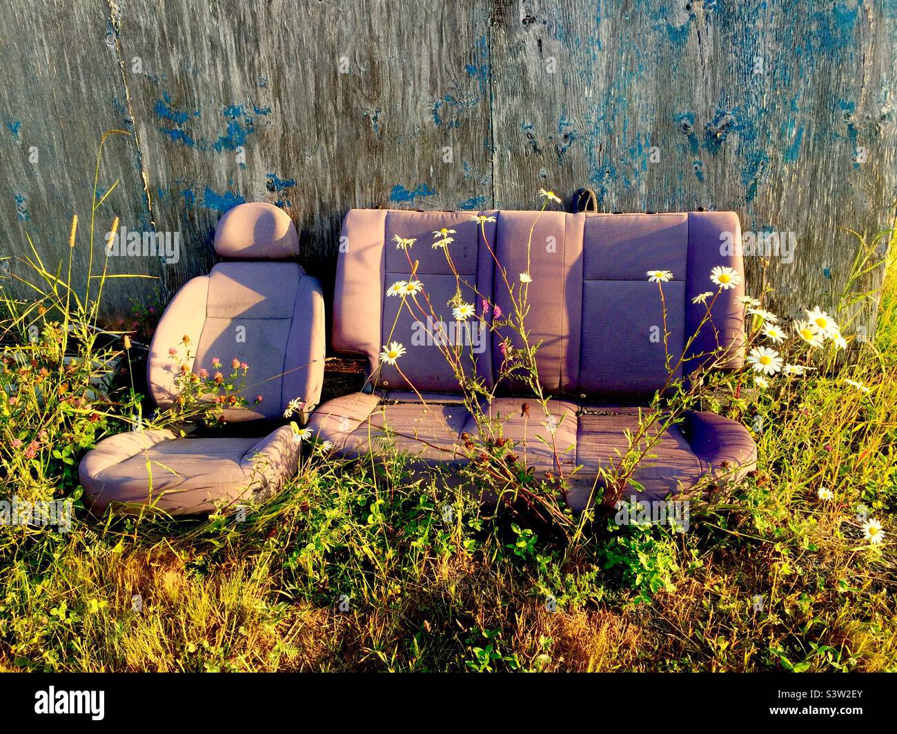 Junked car seats where daisies grow, Halifax, Canada. Outdoor pollution. Stock Photo