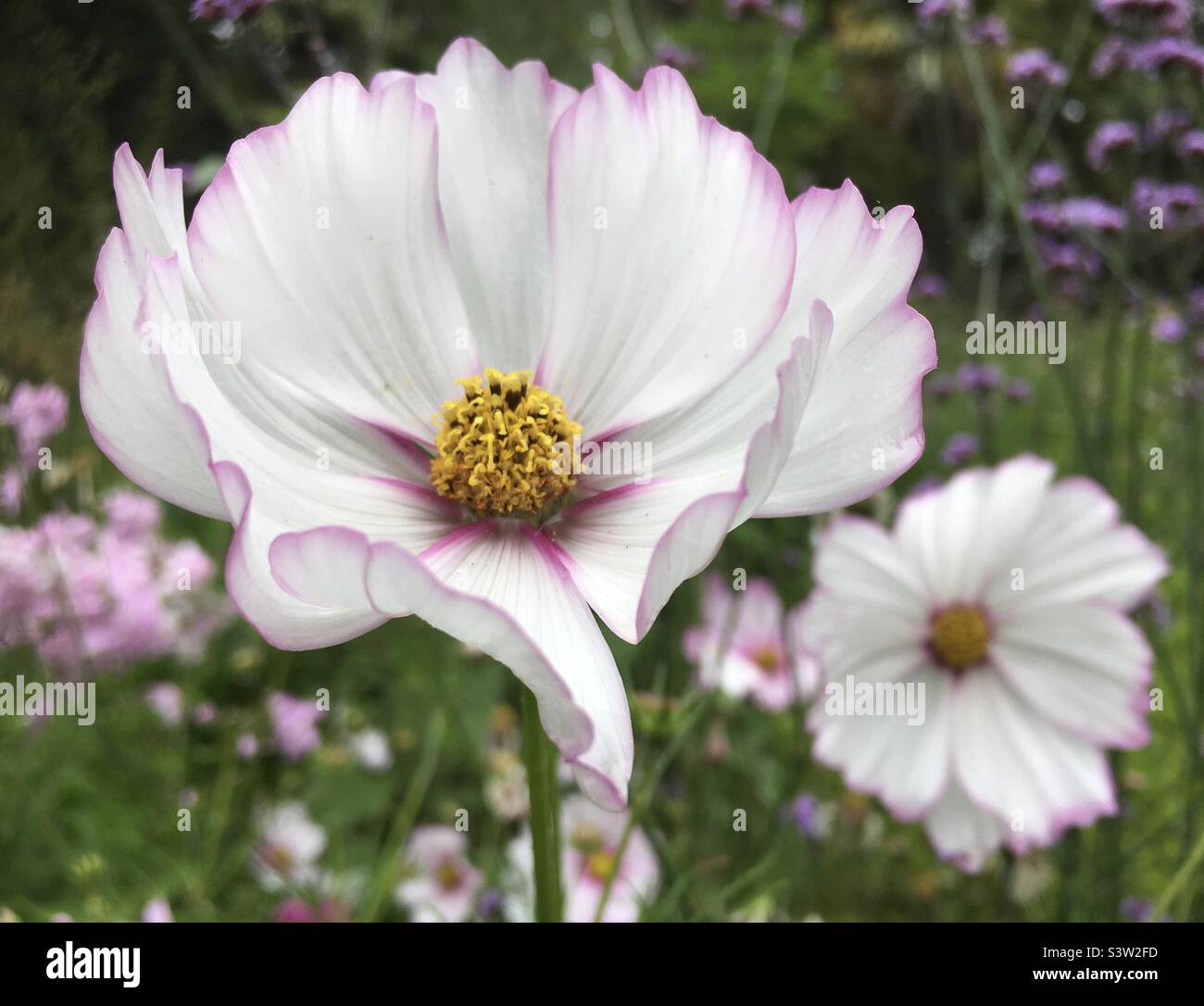 Cosmos, flowers, beauty, grass, green, pink, white, yellow, golden, nature, beauty , love , field Stock Photo