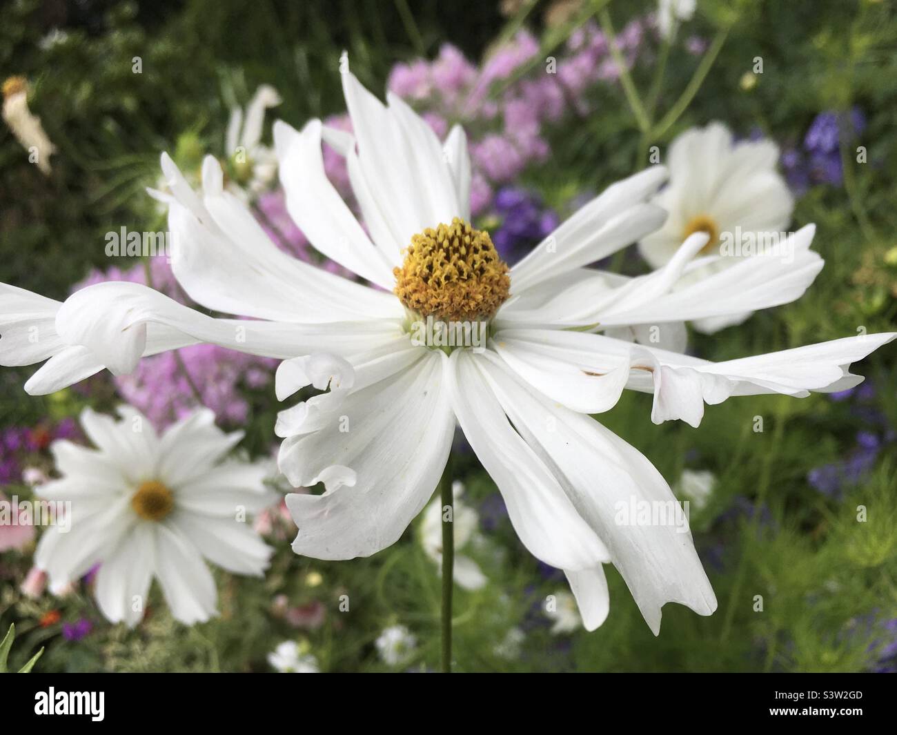 White, yellow, green, mauve, flowers, beauty, nature, garden Stock Photo